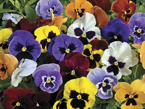 foto van een variëteit aan bloemen, te gebruiken als: Pot - en perkplant Viola wittrockiana Mariposa Blotch Mix