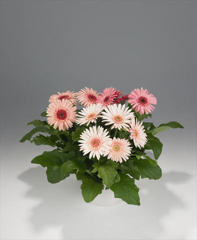 foto van een variëteit aan bloemen, te gebruiken als: Pot Gerbera jamesonii Royal Pink