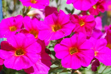 foto van een variëteit aan bloemen, te gebruiken als: Potplant, patioplant, korfplant Calibrachoa Supercal Pink