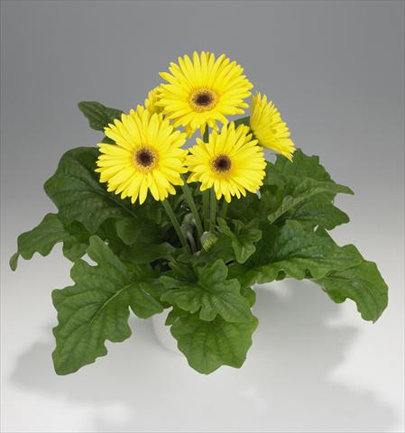 foto van een variëteit aan bloemen, te gebruiken als: Korf / Pot Gerbera jamesonii Royal Yellow 8131