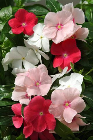 foto van een variëteit aan bloemen, te gebruiken als: Perkplant, potplant of korfplant Catharanthus roseus - Vinca Mediterranean Peach Colada Mix XP