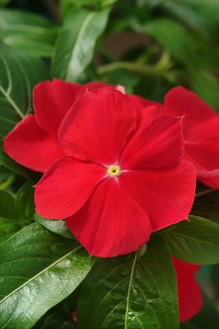 foto van een variëteit aan bloemen, te gebruiken als: Perkplant, potplant of korfplant Catharanthus roseus - Vinca Mediterranean Red XP