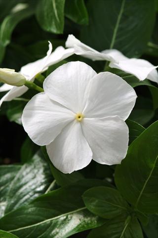 foto van een variëteit aan bloemen, te gebruiken als: Perkplant, potplant of korfplant Catharanthus roseus - Vinca Mediterranean White XP