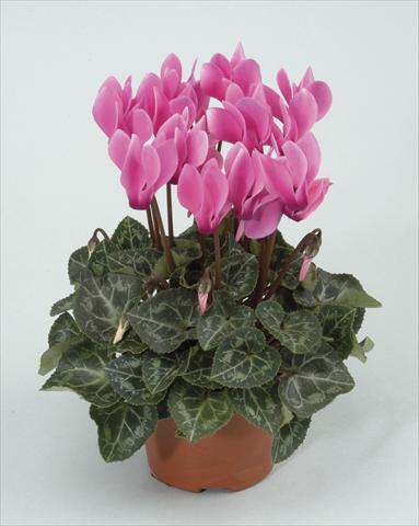 foto van een variëteit aan bloemen, te gebruiken als: Pot - en perkplant Cyclamen persicum Midori Pink