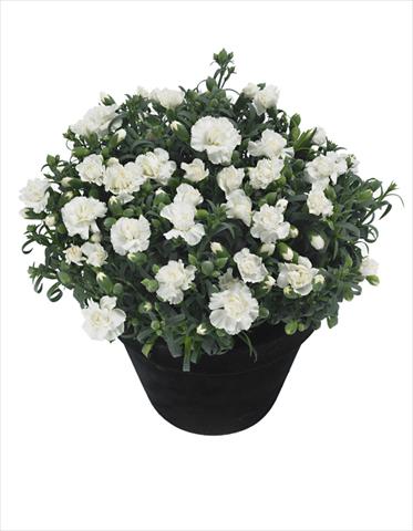 foto van een variëteit aan bloemen, te gebruiken als: Pot Dianthus Moonstone