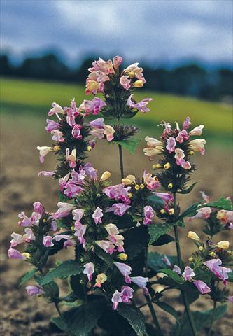 foto van een variëteit aan bloemen, te gebruiken als: Perkplant / Borders Nepeta subsessilis Pink Dreams