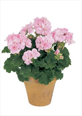 foto van een variëteit aan bloemen, te gebruiken als: Potplant, perkplant, patioplant Pelargonium zonale Trend Rose