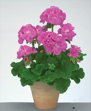 foto van een variëteit aan bloemen, te gebruiken als: Potplant, perkplant, patioplant Pelargonium zonale Trend Lavender