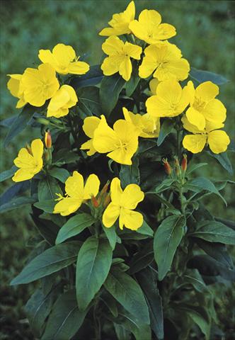 foto van een variëteit aan bloemen, te gebruiken als: Perkplant / Borders Oenothera  pilosella Yella Fella