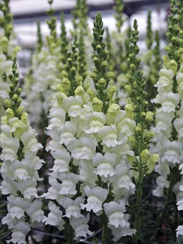 foto van een variëteit aan bloemen, te gebruiken als: Pot - en perkplant Antirrhinum majus Opus Fresh White