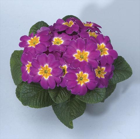 foto van een variëteit aan bloemen, te gebruiken als: Potplant, perkplant, patioplant, korfplant Primula acaulis, veris, vulgaris Orion Lilac Pot