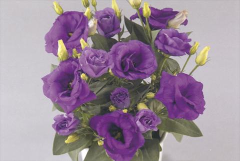 foto van een variëteit aan bloemen, te gebruiken als: Pot - en perkplant Lisianthus (Eustoma rusellianum) Rosie Lavender Blue