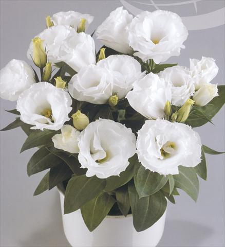 foto van een variëteit aan bloemen, te gebruiken als: Pot - en perkplant Lisianthus (Eustoma rusellianum) Rosie White