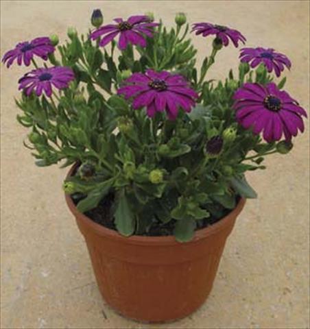 foto van een variëteit aan bloemen, te gebruiken als: Pot - en perkplant Osteospermum Astra Dark Copper