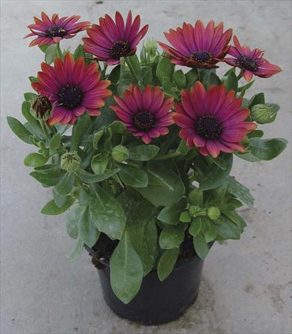 foto van een variëteit aan bloemen, te gebruiken als: Pot - en perkplant Osteospermum Astra Red Copper
