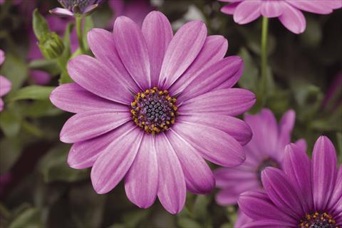foto van een variëteit aan bloemen, te gebruiken als: Pot - en perkplant Osteospermum Tradewinds® Light Purple