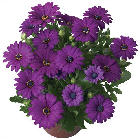 foto van een variëteit aan bloemen, te gebruiken als: Pot - en perkplant Osteospermum Cape Daisy® Maseru