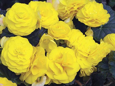 foto van een variëteit aan bloemen, te gebruiken als: Potplant, perkplant, patioplant, korfplant Begonia tuberhybrida GoGo Yellow Imp
