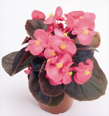 foto van een variëteit aan bloemen, te gebruiken als: Pot - en perkplant Begonia semperflorens Nightlife Deep Rose