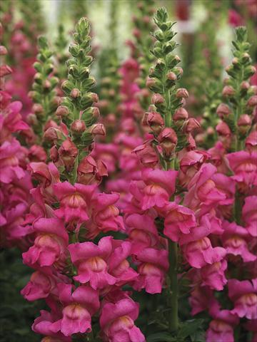 foto van een variëteit aan bloemen, te gebruiken als: Pot - en perkplant Antirrhinum majus Overture II Rose