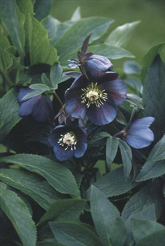foto van een variëteit aan bloemen, te gebruiken als: Perkplant / Borders Helleborus Orientalis-Hybr. Blue Metallic Lady