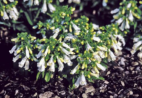 foto van een variëteit aan bloemen, te gebruiken als: Perkplant / Borders Penstemon hirsutus var. pygmeus f. albus Penstemon f. albus
