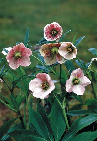 foto van een variëteit aan bloemen, te gebruiken als: Perkplant / Borders Helleborus Orientalis-Hybr. Pink Lady