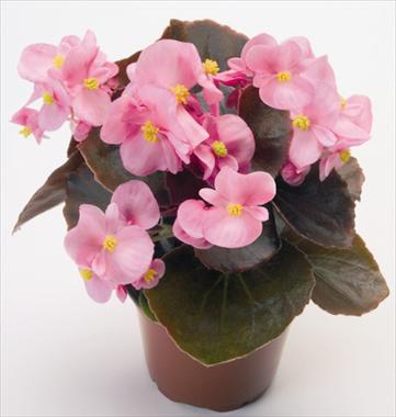 foto van een variëteit aan bloemen, te gebruiken als: Pot - en perkplant Begonia semperflorens Nightlife Pink