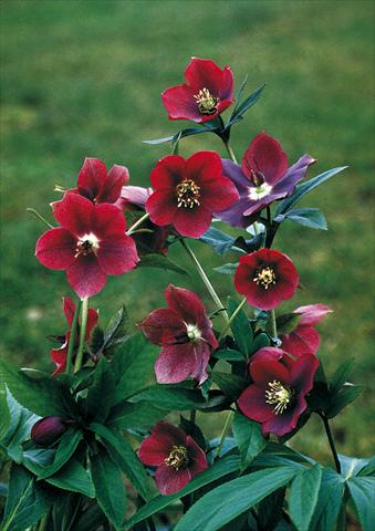 foto van een variëteit aan bloemen, te gebruiken als: Perkplant / Borders Helleborus Orientalis-Hybr. Red Lady