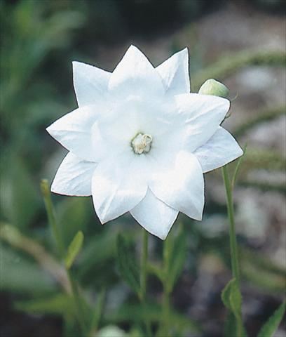 foto van een variëteit aan bloemen, te gebruiken als: Perkplant / Borders Platycodon grandiflorus Hakone White