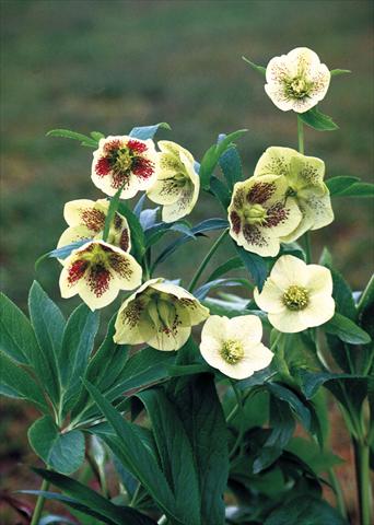 foto van een variëteit aan bloemen, te gebruiken als: Perkplant / Borders Helleborus Orientalis-Hybr. Yellow Lady