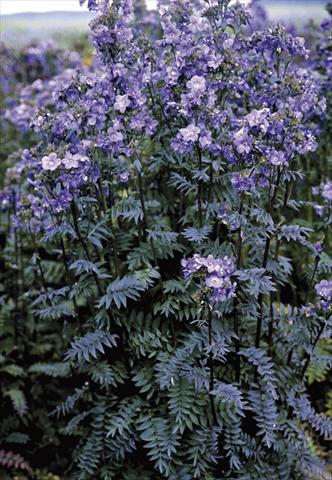 foto van een variëteit aan bloemen, te gebruiken als: Pot - en perkplant Polemonium yezoense Purple Rain Strain