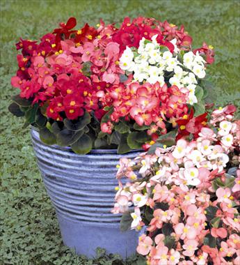foto van een variëteit aan bloemen, te gebruiken als: Pot - en perkplant Begonia semperflorens Sprint Mix