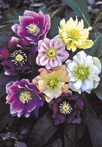 foto van een variëteit aan bloemen, te gebruiken als: Perkplant / Borders Helleborus Orientalis-Hybr. Double Ladies Mixed