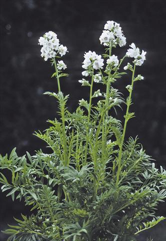 foto van een variëteit aan bloemen, te gebruiken als: Perkplant / Borders Polemonium caeruleum Filigree Clouds