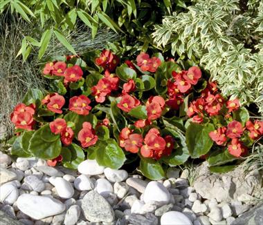 foto van een variëteit aan bloemen, te gebruiken als: Pot - en perkplant Begonia semperflorens Sprint Scarlet