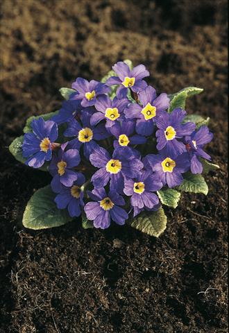 foto van een variëteit aan bloemen, te gebruiken als: Pot - en perkplant Primula x pruhoniciana Bergfrühling® Blue