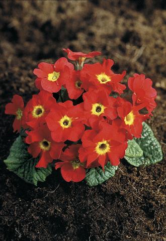 foto van een variëteit aan bloemen, te gebruiken als: Pot - en perkplant Primula x pruhoniciana Bergfrühling® Red