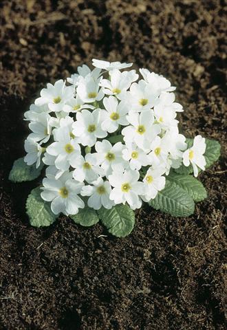 foto van een variëteit aan bloemen, te gebruiken als: Pot - en perkplant Primula x pruhoniciana Bergfrühling® White