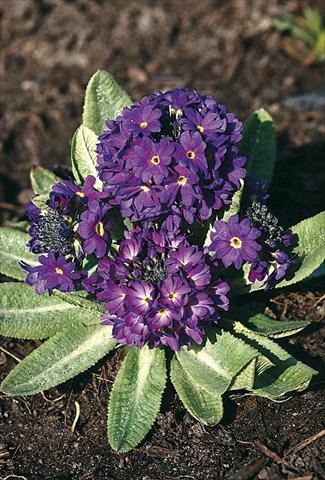foto van een variëteit aan bloemen, te gebruiken als: Pot - en perkplant Primula denticulata Blue Selection