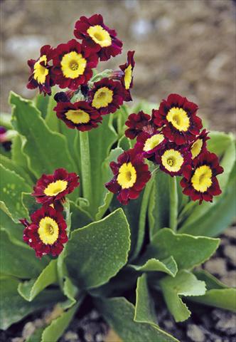 foto van een variëteit aan bloemen, te gebruiken als: Pot - en perkplant Primula x pubescens Exhibition Red