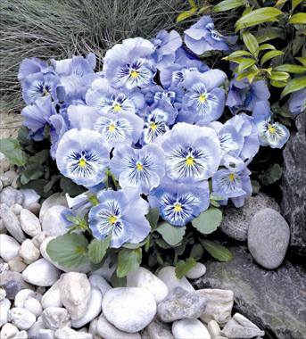 foto van een variëteit aan bloemen, te gebruiken als: Pot - en perkplant Viola wittrockiana Cats Light Blue