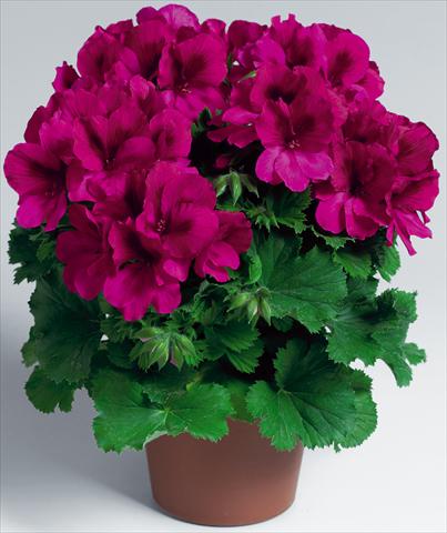 foto van een variëteit aan bloemen, te gebruiken als: Pot Pelargonium grandiflorum Aristo® Burgundy