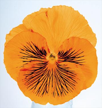 foto van een variëteit aan bloemen, te gebruiken als: Pot - en perkplant Viola wittrockiana Cats Orange