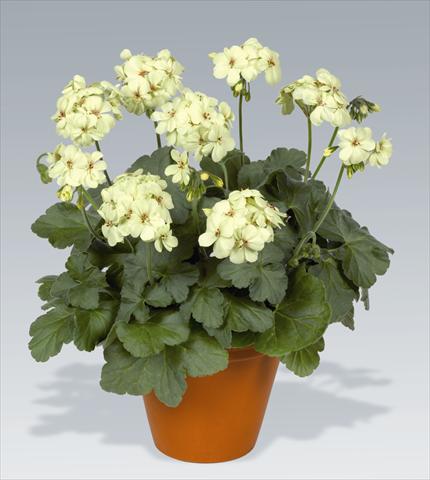 foto van een variëteit aan bloemen, te gebruiken als: Potplant, perkplant, patioplant Pelargonium zonale pac® First Yellow