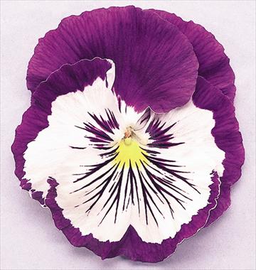 foto van een variëteit aan bloemen, te gebruiken als: Pot - en perkplant Viola wittrockiana Cats Purple White