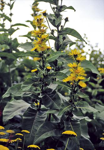 foto van een variëteit aan bloemen, te gebruiken als: Perkplant / Borders Inula racemosa Sonnenspeer