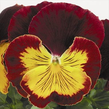 foto van een variëteit aan bloemen, te gebruiken als: Pot - en perkplant Viola wittrockiana Cats Red Gold