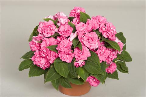 foto van een variëteit aan bloemen, te gebruiken als: Potplant, perkplant, patioplant, korfplant Impatiens walleriana Silhouette® Pink