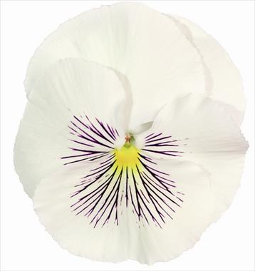 foto van een variëteit aan bloemen, te gebruiken als: Pot - en perkplant Viola wittrockiana Cats White